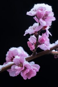 blossoms with snow on them