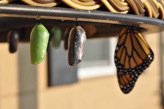 several cocoons with a butterfly emerging from one