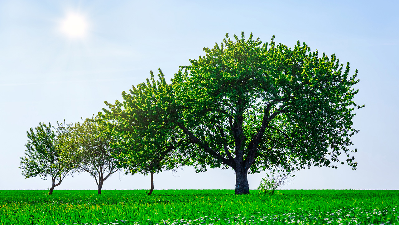 four trees lined up in field, successively larger