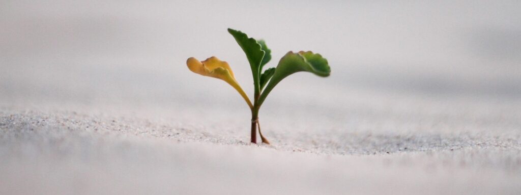 plant sprouting in sand